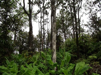 Enjoy the cool climate of the area! Listen to the birds sing all - photo 2