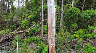 Rare Square 3-Acre Parcel at the Dead End of 40th Ave - Backs to - photo 6