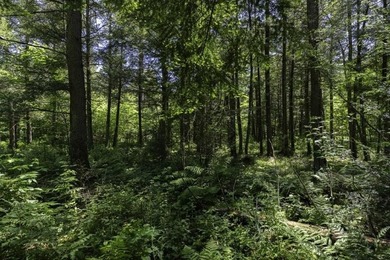 Unique acreage in Natural Lakes off CTH B & Bluebill Rd! A mix - photo 12