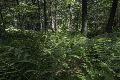 Unique acreage in Natural Lakes off CTH B & Bluebill Rd! A mix - photo 15