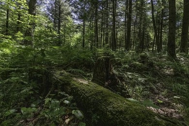 Unique acreage in Natural Lakes off CTH B & Bluebill Rd! A mix - photo 16