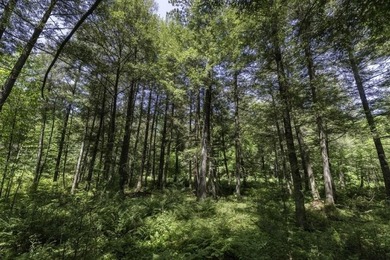 Unique acreage in Natural Lakes off CTH B & Bluebill Rd! A mix - photo 18