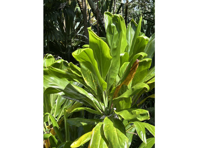 12,253 sq ft land in always desirable Hawaiian Shores. Located - photo 3