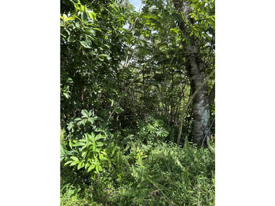 12,253 sq ft land in always desirable Hawaiian Shores. Located - photo 5