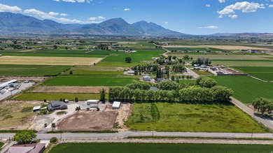 This STUNNING property boasts over 250 trees. When you come down - photo 26
