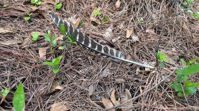 Located near Neely, Mississippi, this diverse hunting property - photo 3