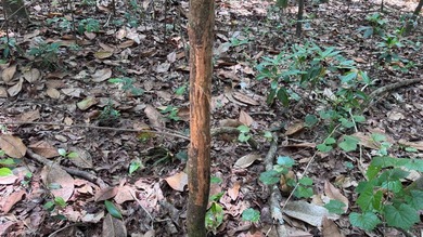 Located near Neely, Mississippi, this diverse hunting property - photo 5