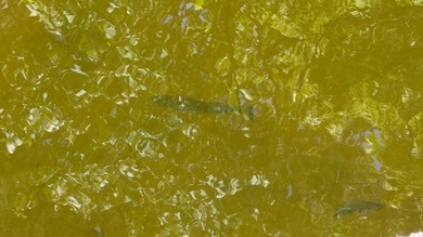 Located near Neely, Mississippi, this diverse hunting property - photo 7