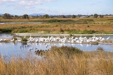 Set on a desirable park-adjacent corner lot in Palo Alto's - photo 49
