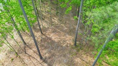 This lot has been cleaned up for your viewing and walking - photo 7