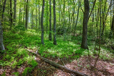 This exceptional Lake Toxaway property offers a rare opportunity - photo 16