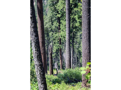 Bordering BLM land that fronts onto National Forest with direct - photo 13