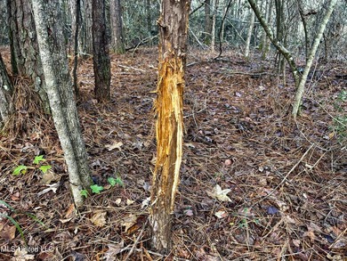 Discover 39.7+- surveyed acres in Brookhaven, Mississippi - photo 5