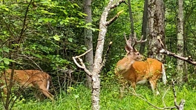 Lake Lot For Sale in Pocono Summit, Pennsylvania