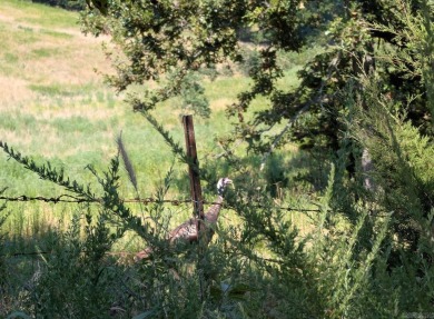 Welcome to Market 36.26 +/- acres on County Road 66 in Calico - photo 20