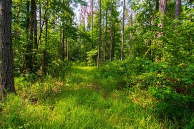 Waverly Hall in Talbot county discover 16 wooded acres with - photo 5