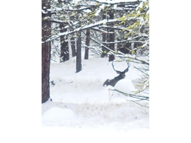 The Sproul Ranch is one of the premier working cattle ranches in - photo 25