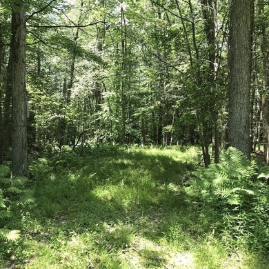 Exceptional 9.26-Acre Wooded Retreat - Lot 13, Algerie Road - photo 13