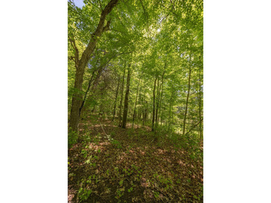Set among towering pines and hardwoods on nearly 2.25 acres - photo 28