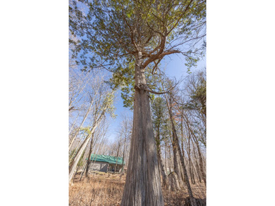 Set among towering pines and hardwoods on nearly 2.25 acres - photo 42