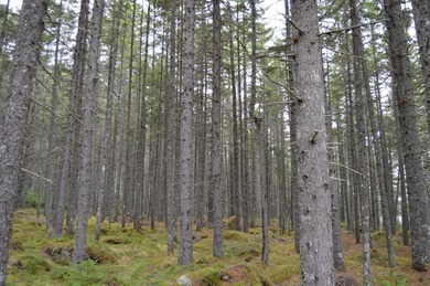 Unique island retreat opportunity on Mooselookmeguntic Lake! - photo 42