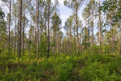 A rare opportunity to own more than 200 acres of thoughtfully - photo 16