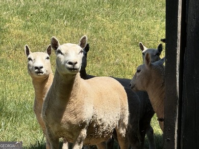 Welcome to Hidden Acres Natural Farm, a true Southern charmer-a - photo 12