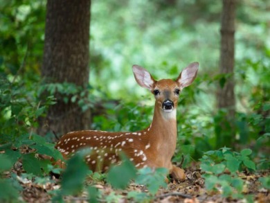 Lake Lot For Sale in Bushkill, Pennsylvania