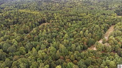 45 ACRES OF PRIME HUNTING LAND NEAR LAKE BARKLEY! Discover the - photo 5