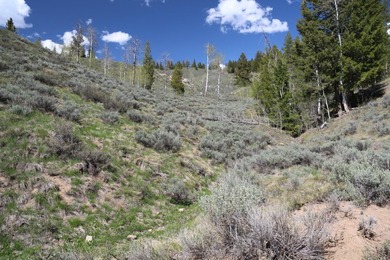 Fabulous and unique over 19 acre parcel off of Fisher Creek Road - photo 8