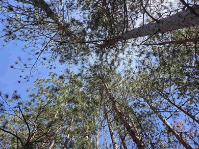Wooded buildable lot with the access to Yellow River. Just over - photo 12