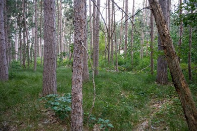 Wooded buildable lot with the access to Yellow River. Just over - photo 13
