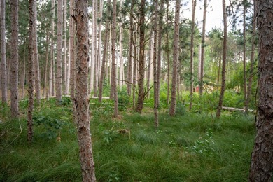 Wooded buildable lot with the access to Yellow River. Just over - photo 16