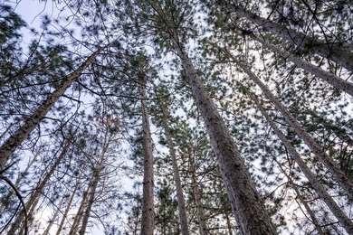 Wooded buildable lot with the access to Yellow River. Just over - photo 19