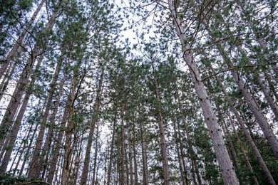 Wooded buildable lot with the access to Yellow River. Just over - photo 50