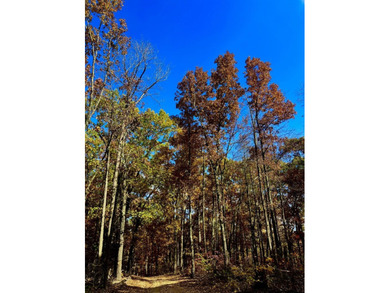 Hollister & Branson, MO - FOR SALE 1400 contiguous acres with - photo 22