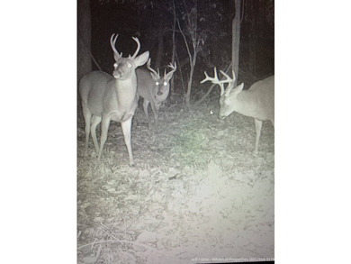 This 25.48+/- acre property in Hinds County combines residential - photo 17