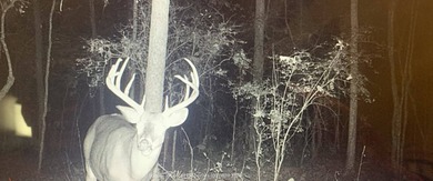 This 25.48+/- acre property in Hinds County combines residential - photo 18