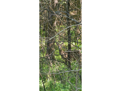 Great lots in Fredonia Mountain Nature Resort. These lots have a - photo 9