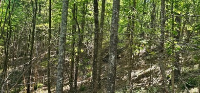 Great lots in Fredonia Mountain Nature Resort. These lots have a - photo 10