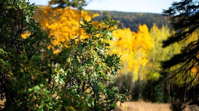 The Ranch at Angel Fire is a rare legacy opportunity to own the - photo 12