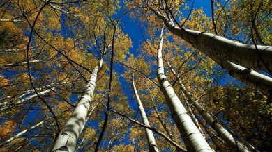 The Ranch at Angel Fire is a rare legacy opportunity to own the - photo 26