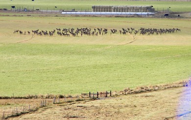 Located in the heart of Idaho, this remarkable 1,480-acre ranch - photo 3