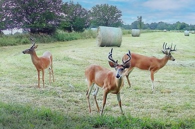 (private lake, pond, creek) Acreage Active Under Contract in Chilhowee Missouri