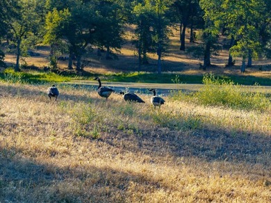 Spanning 748 acres, this remarkable ranch offers the scale - photo 32