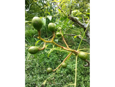 5 Acres Income producing Lychee and other fruit trees. Located - photo 14