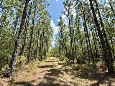 This prime hunting & timber investment is located in the Vinegar - photo 12