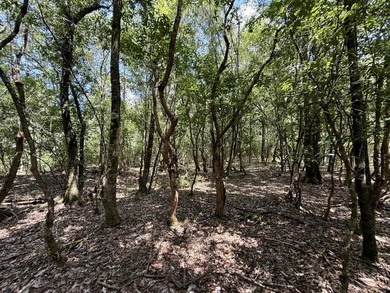 This prime hunting & timber investment is located in the Vinegar - photo 45