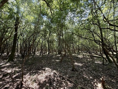 This prime hunting & timber investment is located in the Vinegar - photo 49