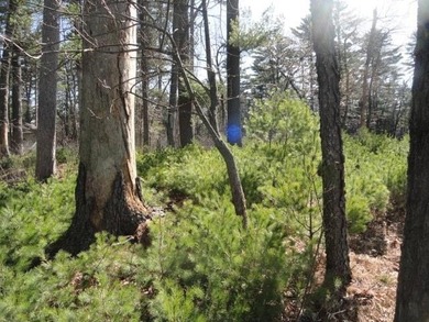 Lot 16, a buildable wooded lot on Nepco Lake, Central Wis. Build - photo 38